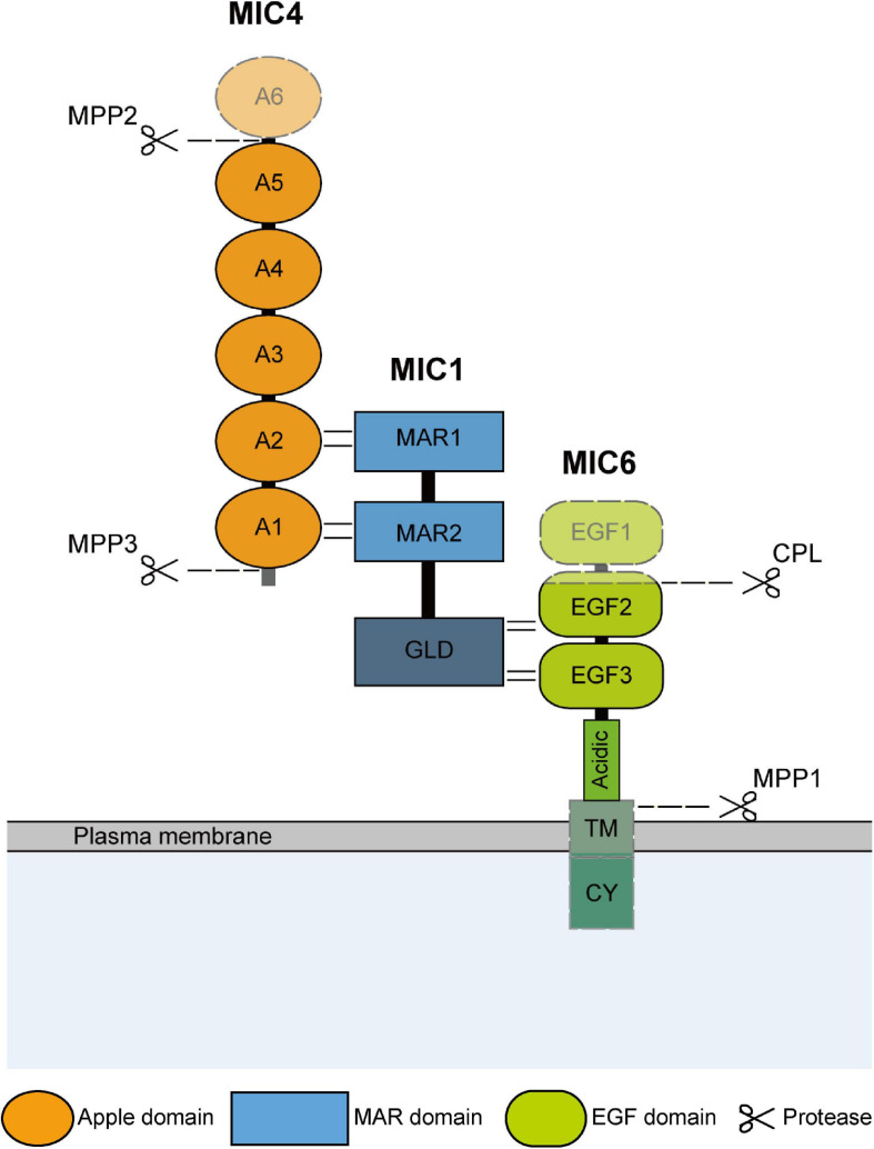 FIGURE 1