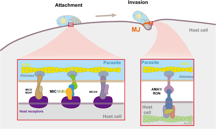 FIGURE 3