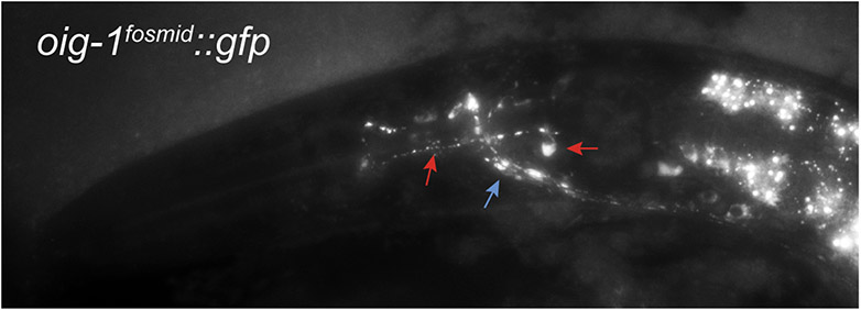 Extended Data Figure 8: