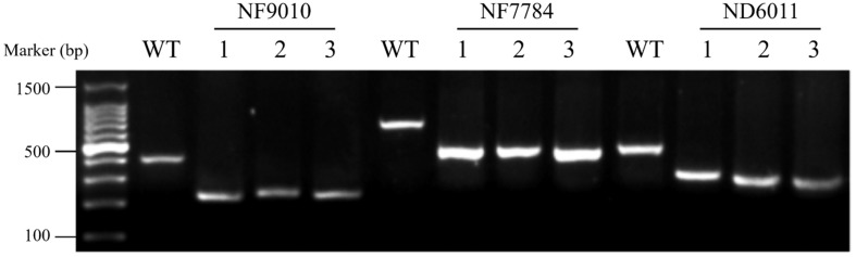 FIGURE 1