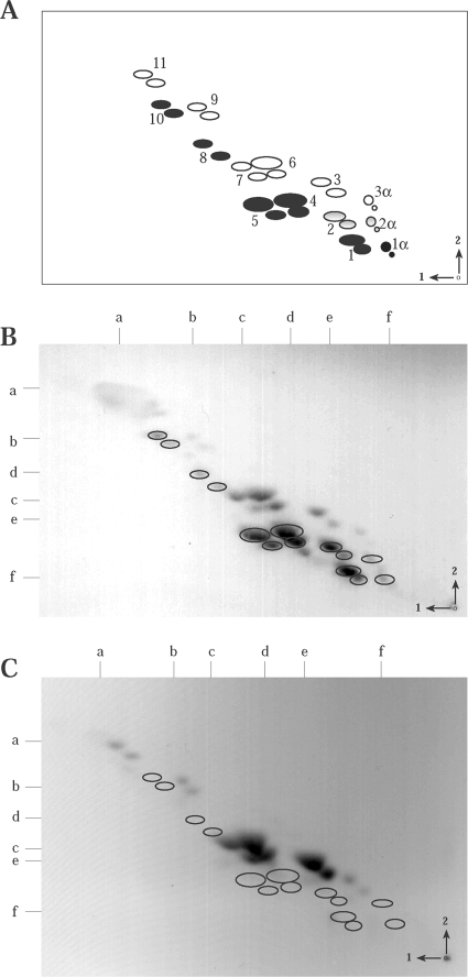 FIG. 2.