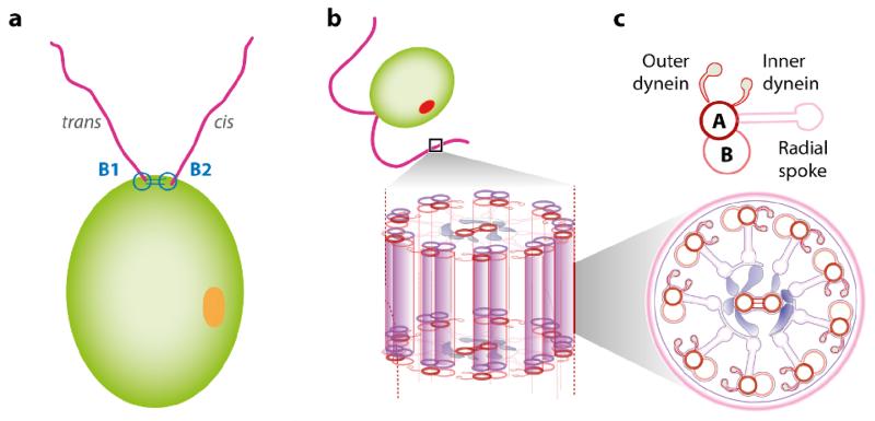 FIG. 3