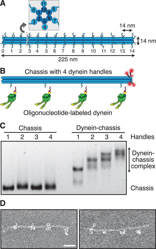 Fig. 1