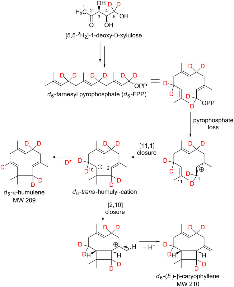 Scheme 8