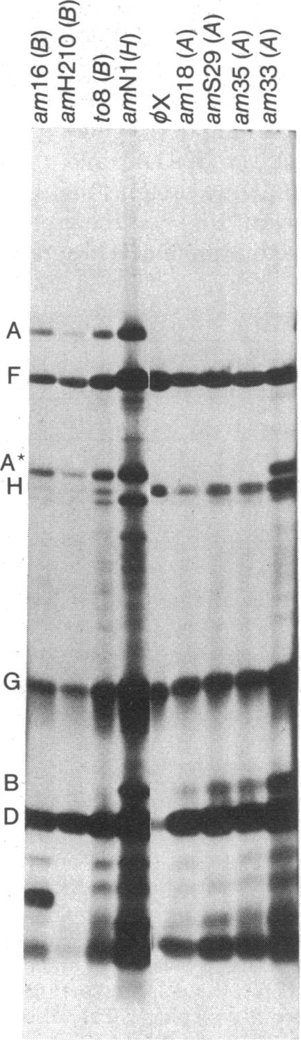 graphic file with name pnas00028-0324-a.jpg