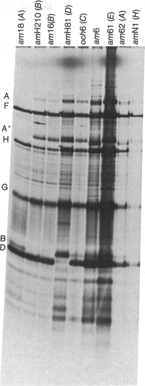 graphic file with name pnas00028-0325-a.jpg