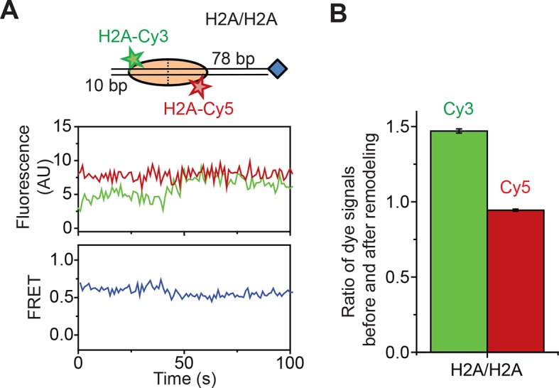 Figure 2—figure supplement 1.