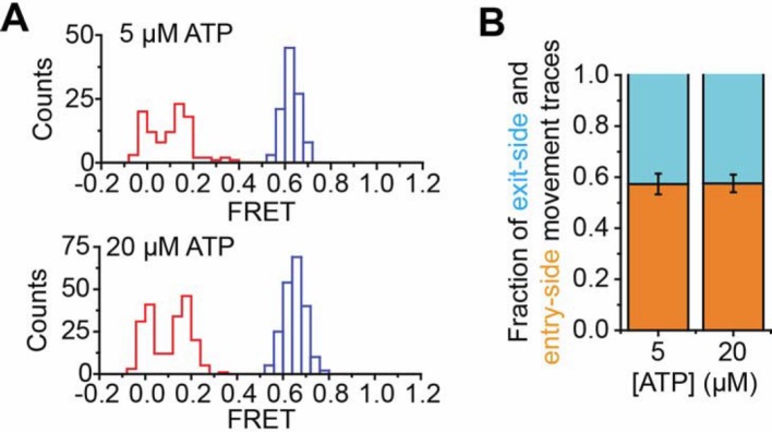 Author response image 1. Comparison of remodeling at 5 and 20 µM ATP.