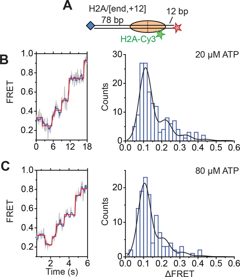 Figure 5—figure supplement 3.