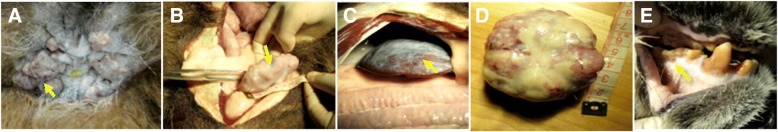 Fig. 3