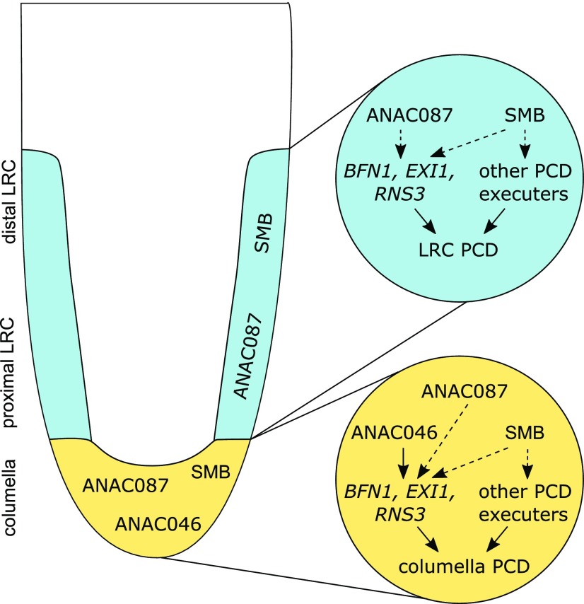 Figure 7.