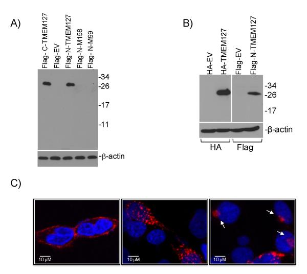 Fig.1