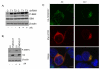 Fig.4