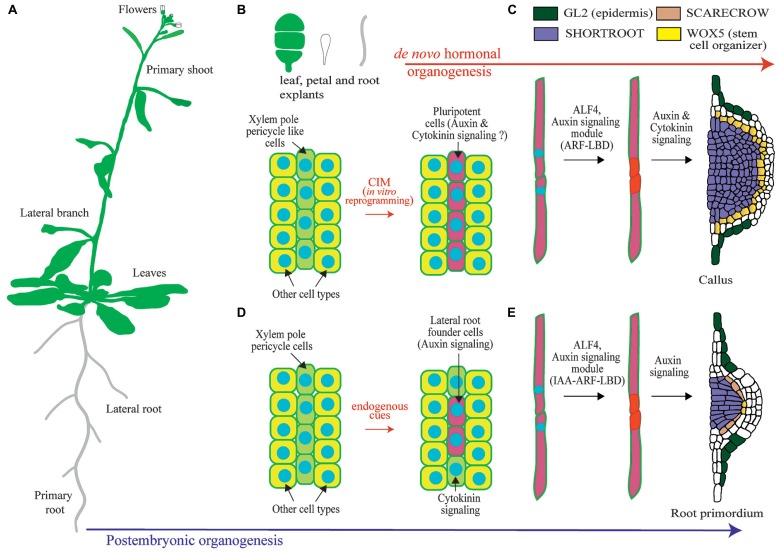 FIGURE 1