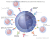 Graphical Abstract