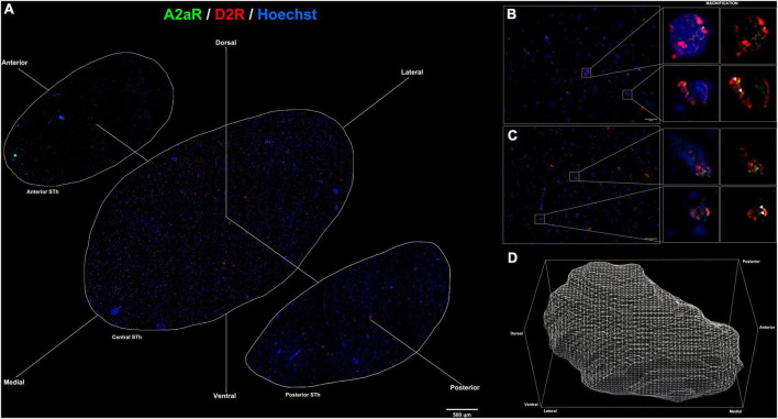 FIGURE 3