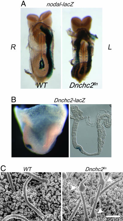 Fig. 4.