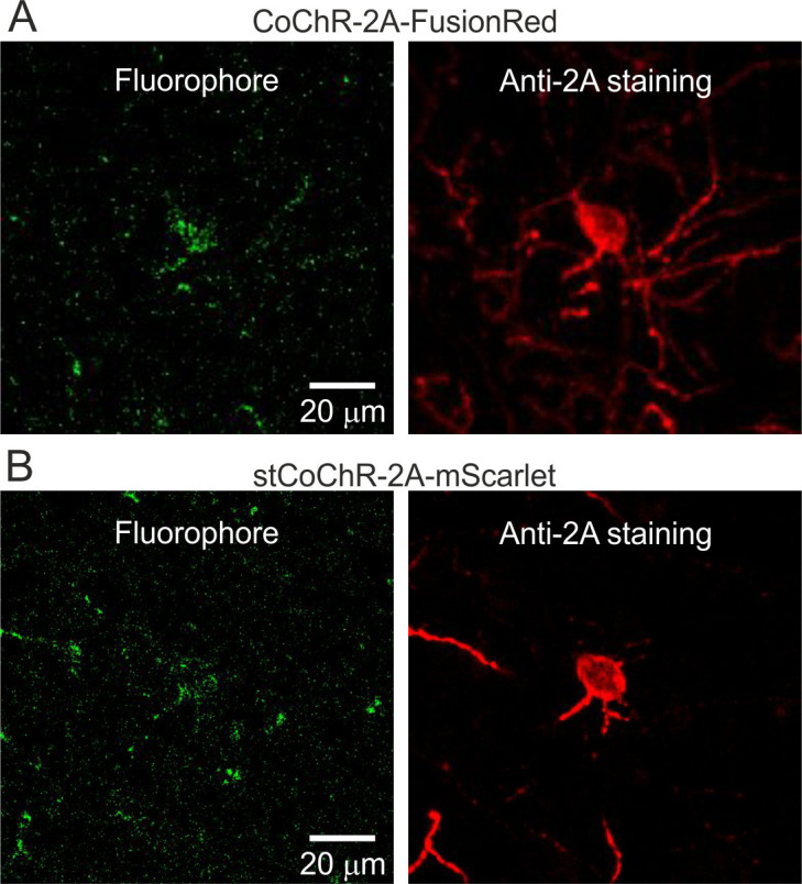 Figure 1—figure supplement 1.