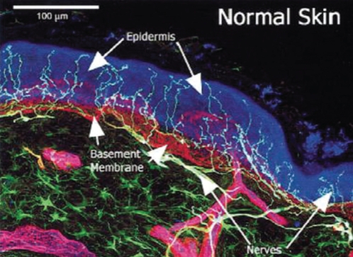 Figure 2)