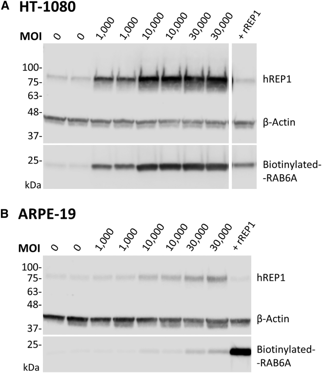 Figure 3