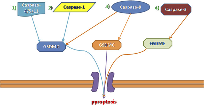 FIGURE 1