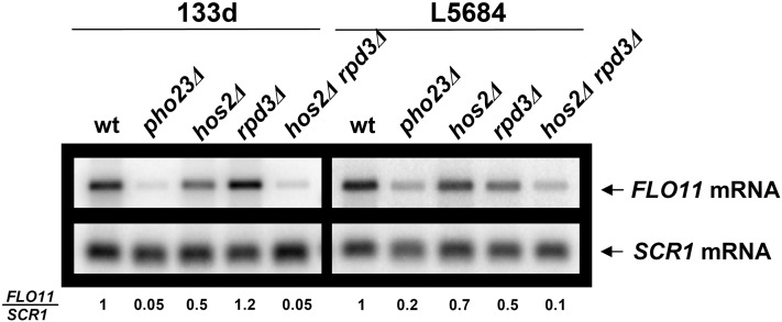 Figure 2 