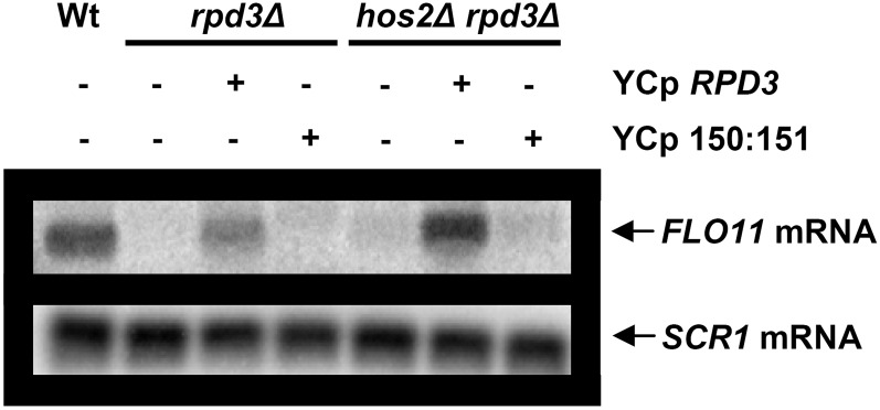 Figure 4 