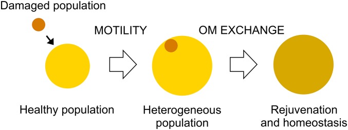 Fig. 8.