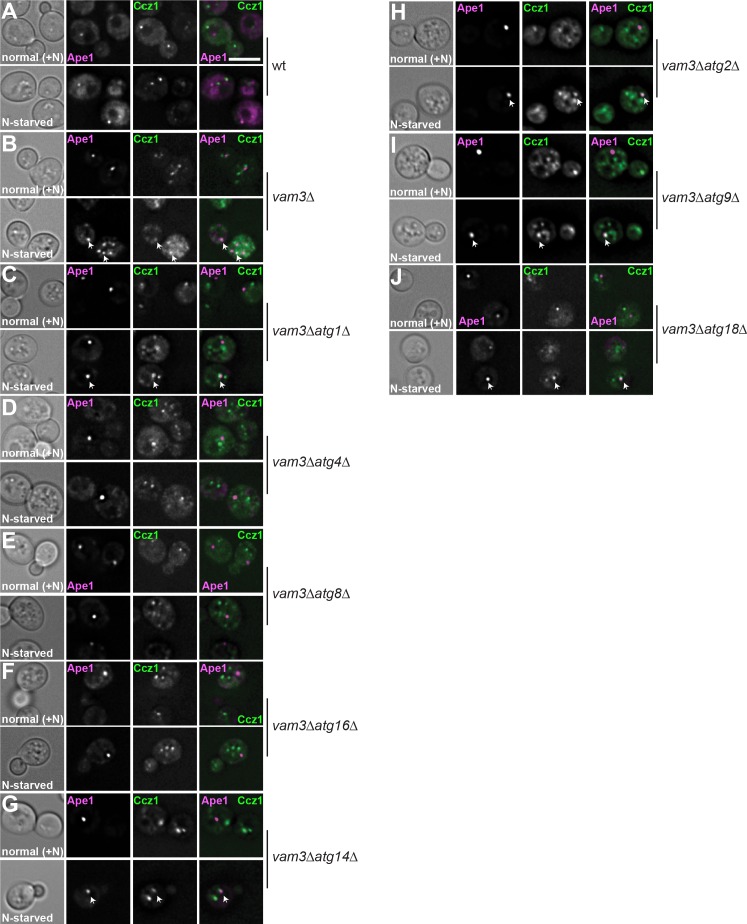 Figure 2—figure supplement 1.