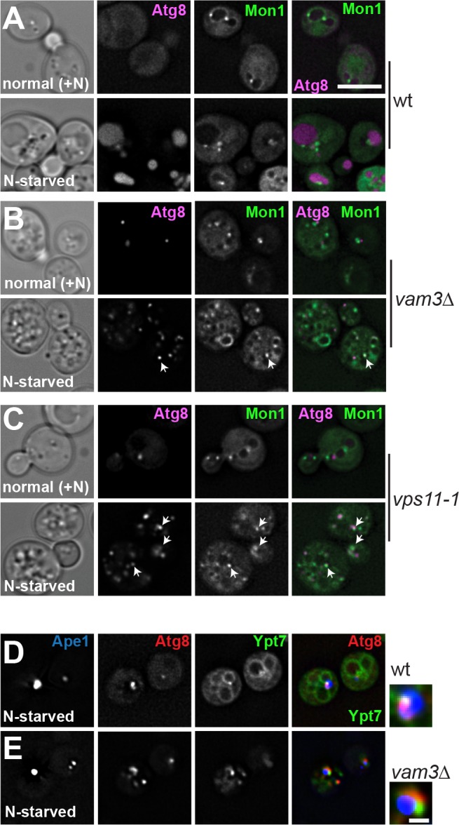 Figure 1—figure supplement 1.