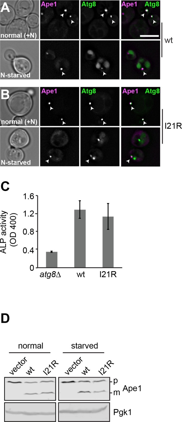 Figure 2—figure supplement 3.