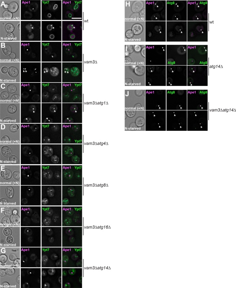 Figure 2—figure supplement 2.