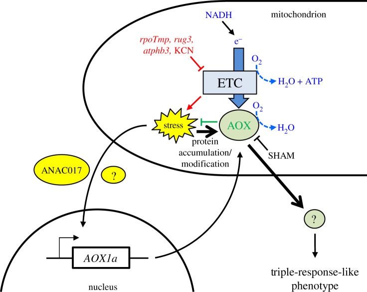 Figure 5.