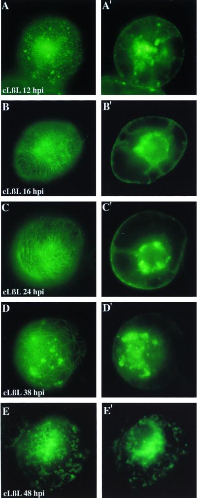 FIG. 6