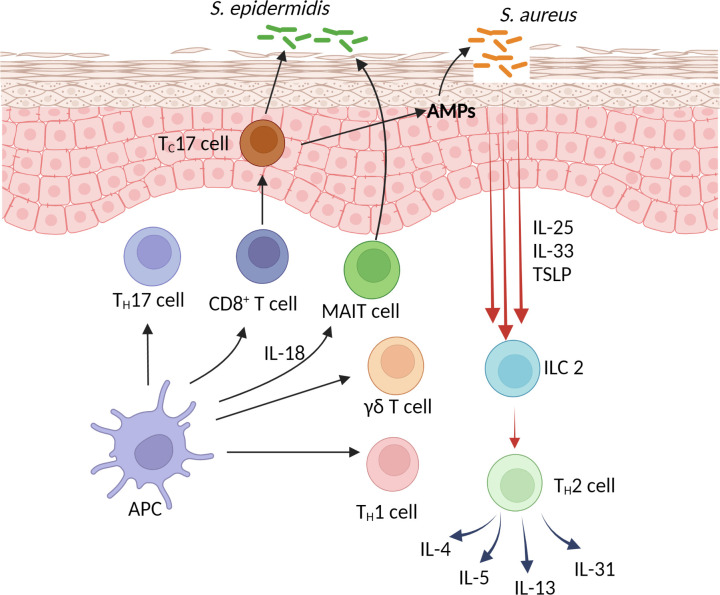 Figure 1