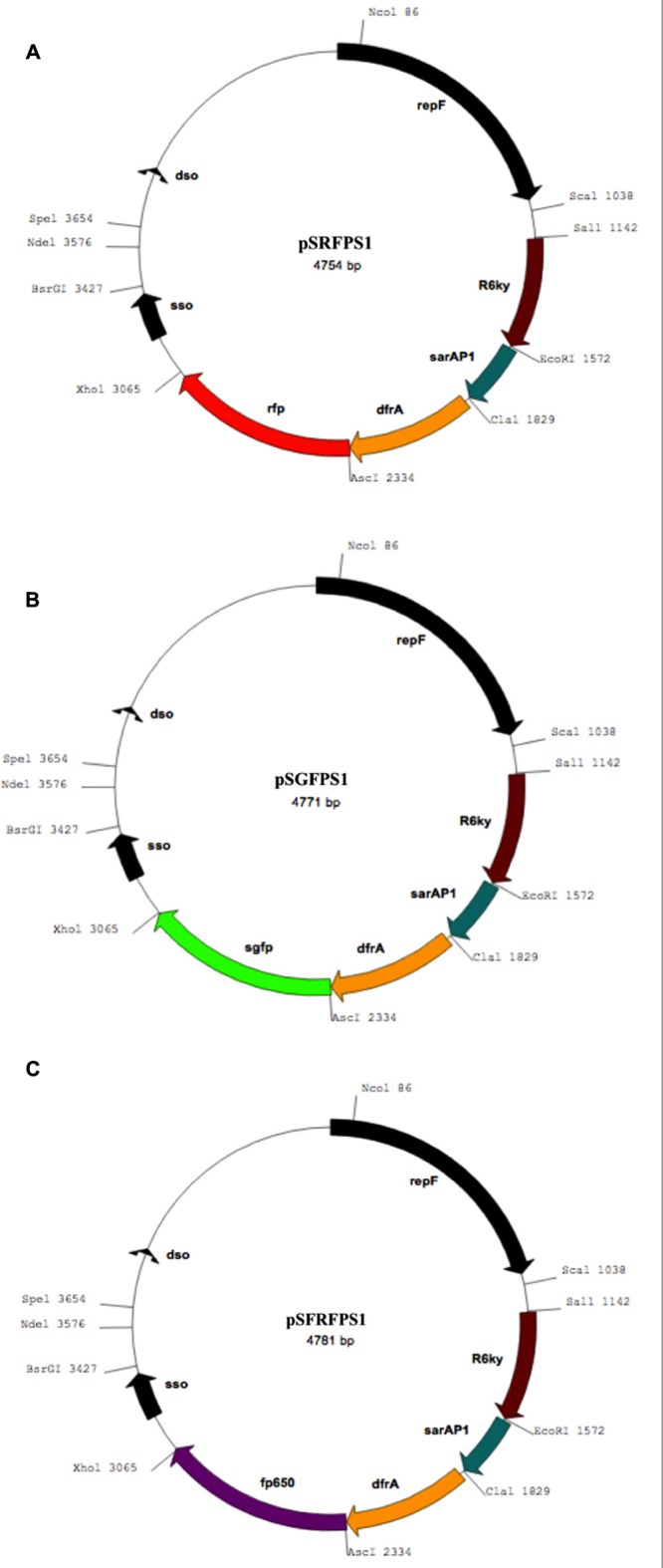 FIGURE 1