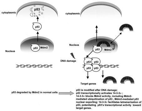 FIG. 8.