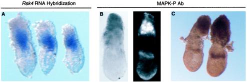 FIG. 8.