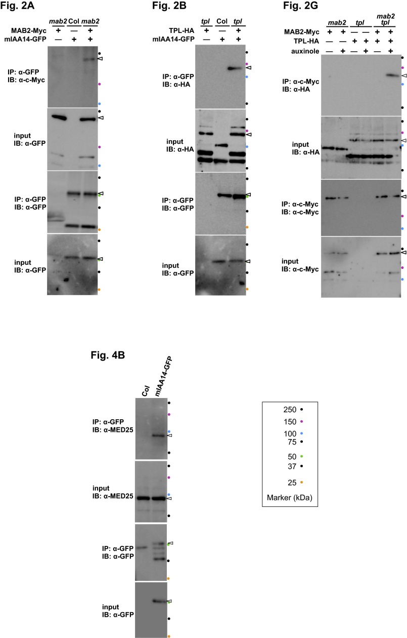 Auxin-dependent compositional change in Mediator in ARF7- and ARF19 ...