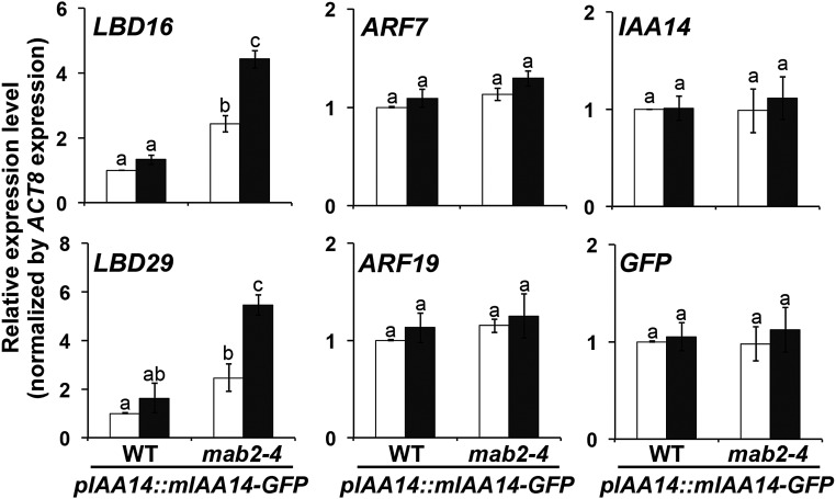 Auxin-dependent compositional change in Mediator in ARF7- and ARF19 ...