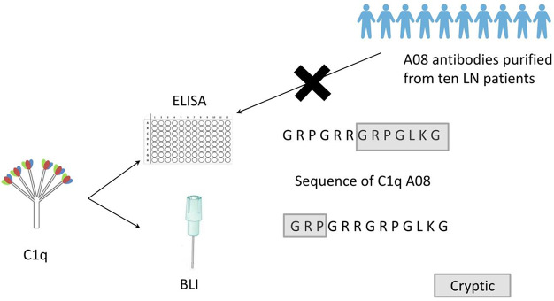 Graphical Abstract