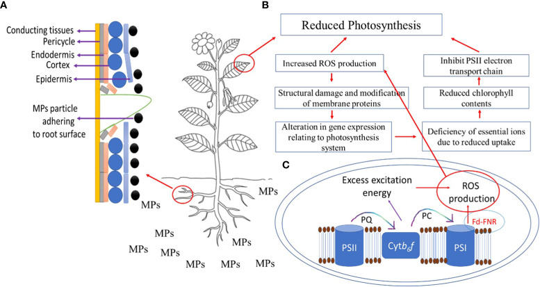Figure 2