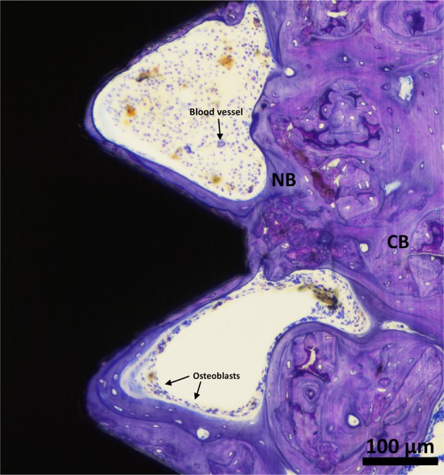 Fig. 11