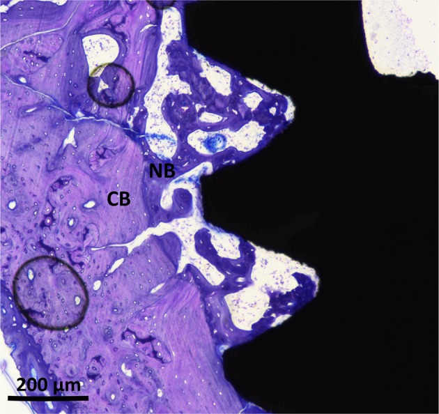 Fig. 10