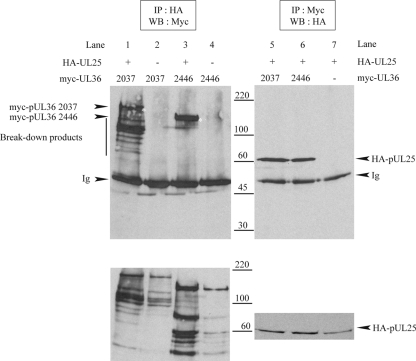 FIG. 8.