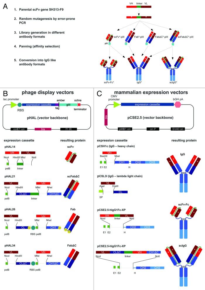 graphic file with name mabs-6-204-g1.jpg