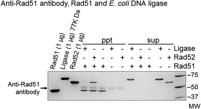 Figure 9.