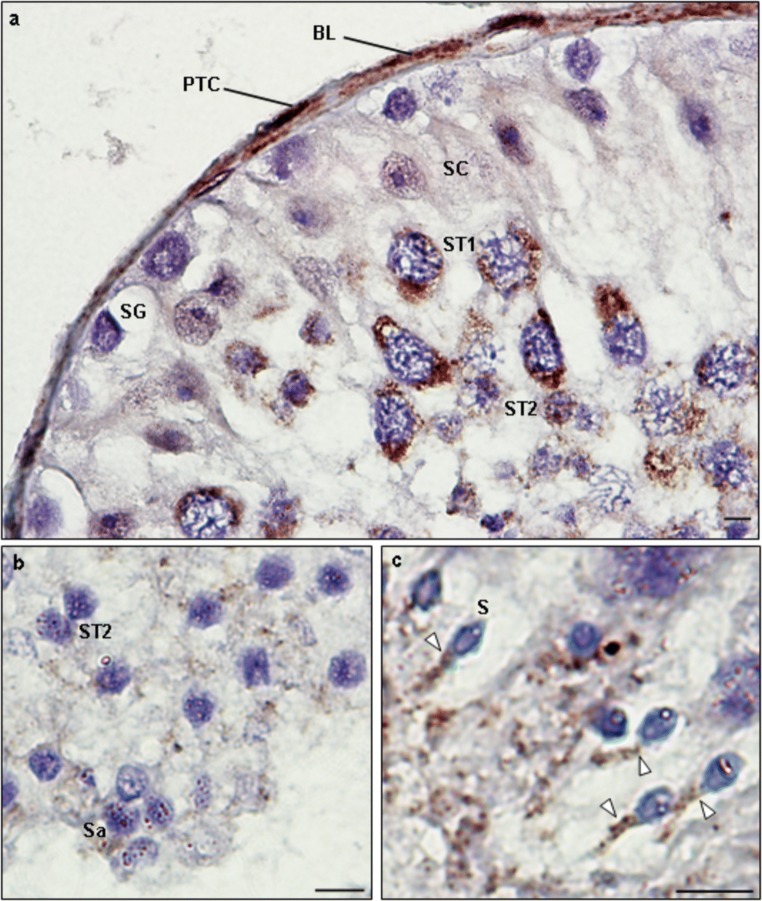 Fig. 11