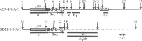 graphic file with name pnas01095-0359-a.jpg