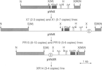 graphic file with name pnas01095-0357-a.jpg